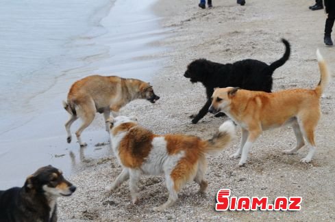 ŞOK OLAY: Qadın itlə intim münasibət qurduğu üçün saxlanılıb - FOTO