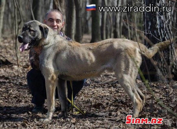 Moskvada yaşayan itbaz azərbaycanlı ekstrasens – Zirəddin Rzayev kimdir?