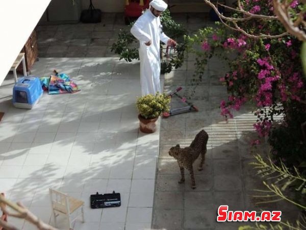 Ərəb şeyxlərinin "at oynatdığı" Dubayın GİZLİ ÜZÜ: 16 DƏHŞƏTLİ FAKT - FOTOLAR Ərəb şeyxlərinin "at oynatdığı" Dubayın GİZLİ ÜZÜ: 16 DƏHŞƏTLİ FAKT - FOTOLAR