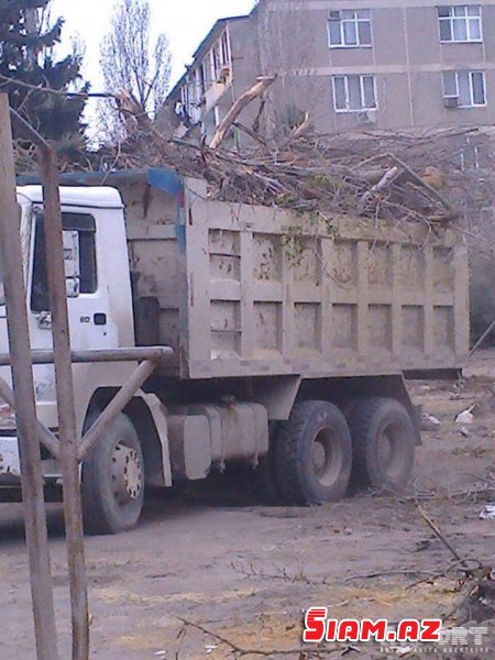 Bakıda ağaclar abadlıq adı ilə kütləvi şəkildə kəsildi – İcra hakimiyyəti cərimələndi [FOTO]