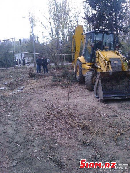 Bakıda ağaclar abadlıq adı ilə kütləvi şəkildə kəsildi – İcra hakimiyyəti cərimələndi [FOTO]