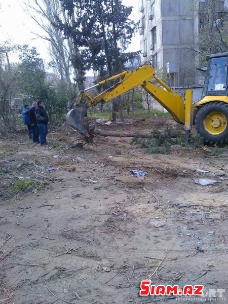 Bakıda ağaclar abadlıq adı ilə kütləvi şəkildə kəsildi – İcra hakimiyyəti cərimələndi [FOTO]