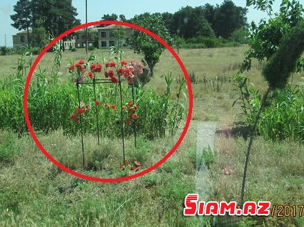 Ağcabədidən o dünyaya aparan yollar... - ŞİKAYƏT