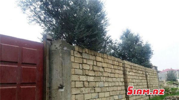 Binəqədidə məhv edilən zeytunluqda son durum - REPORTAJ, FOTOLAR Binəqədidə məhv edilən zeytunluqda son durum - REPORTAJ, FOTOLAR