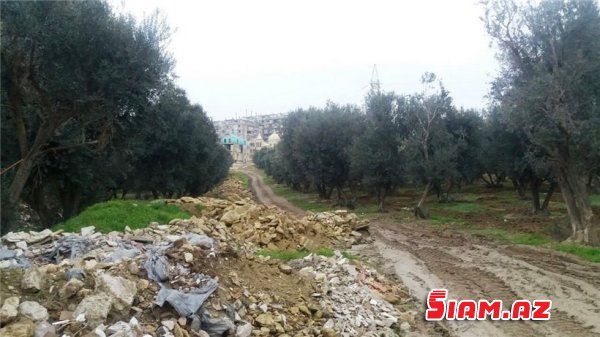 Binəqədidə məhv edilən zeytunluqda son durum - REPORTAJ, FOTOLAR Binəqədidə məhv edilən zeytunluqda son durum - REPORTAJ, FOTOLAR