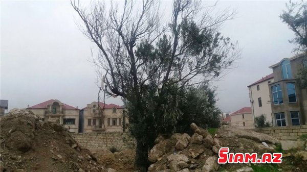 Binəqədidə məhv edilən zeytunluqda son durum - REPORTAJ, FOTOLAR Binəqədidə məhv edilən zeytunluqda son durum - REPORTAJ, FOTOLAR
