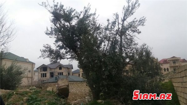 Binəqədidə məhv edilən zeytunluqda son durum - REPORTAJ, FOTOLAR Binəqədidə məhv edilən zeytunluqda son durum - REPORTAJ, FOTOLAR